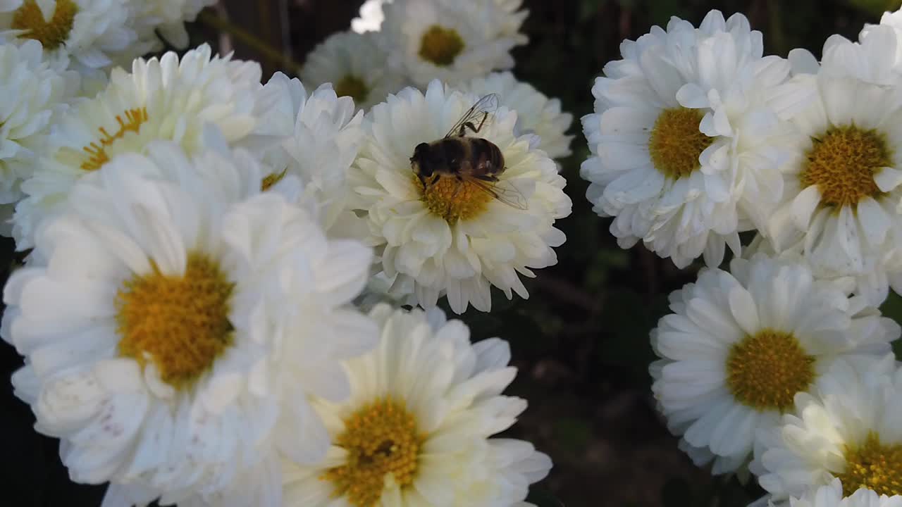 abeja recogiendo polen en flores blancas con amarillo, toma de primer plano en cámara lenta