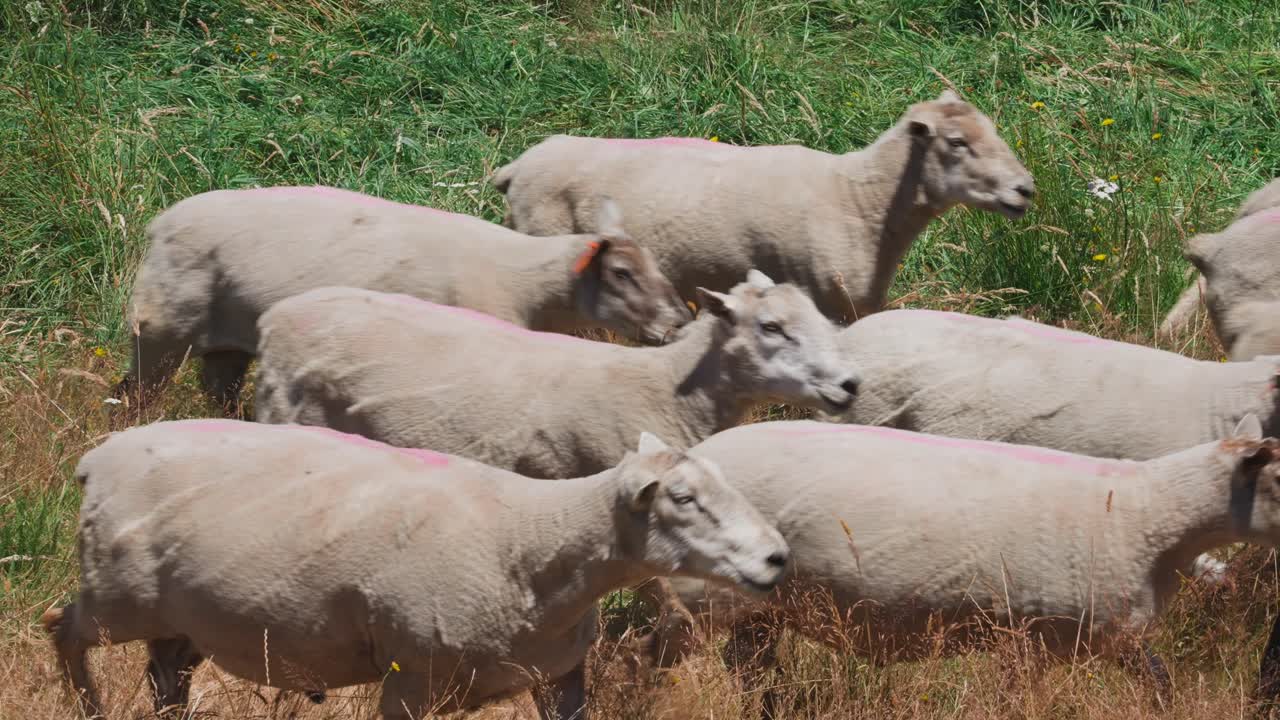 Herd of sheep moving along in high grass field on sunny day
