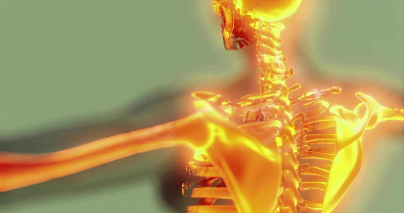 Detailed illustration of the human skeletal system showcasing bone structure