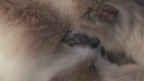 snow monkey mother picking and eating lice on her infant