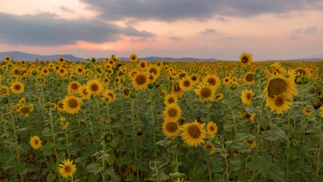 Milky-way-galaxy-over-the-sun-flower-garden-at-night-makes-a-scenic-landscape-view-of-nature-in-iran-to-make-seeds-oil-from-organic-industry-in-north-of-iran-in-kalpoosh-gorgan-khorasan