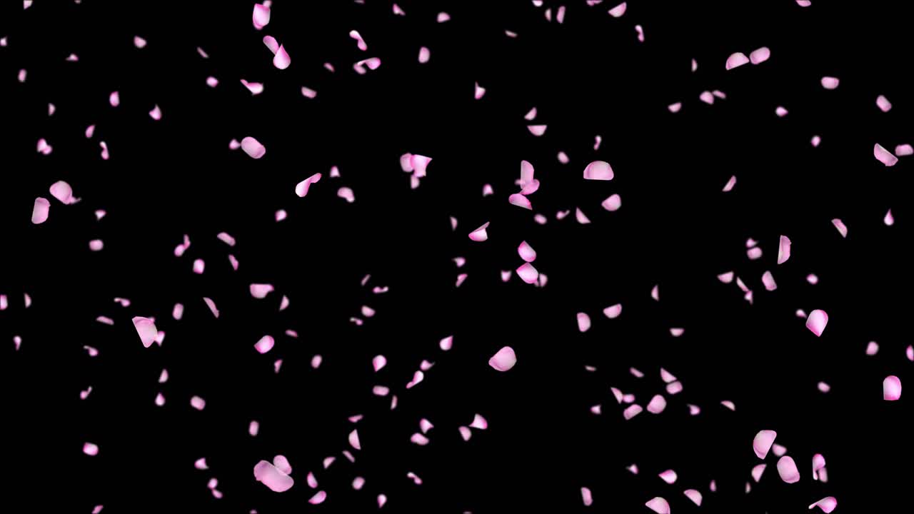 Abstract falling red rose petals seasonal confetti blossom flying red rose petals fall floral