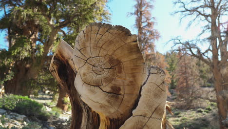 California's-Ancient-Bristlecone-Pines:-A-Close-View