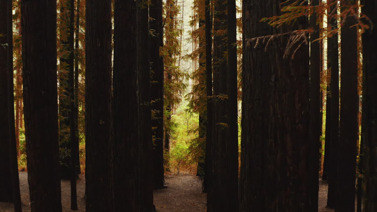 Motivo ripetuto di alti tronchi di sequoia che si estendono verso l'alto nel cielo, colori autunnali