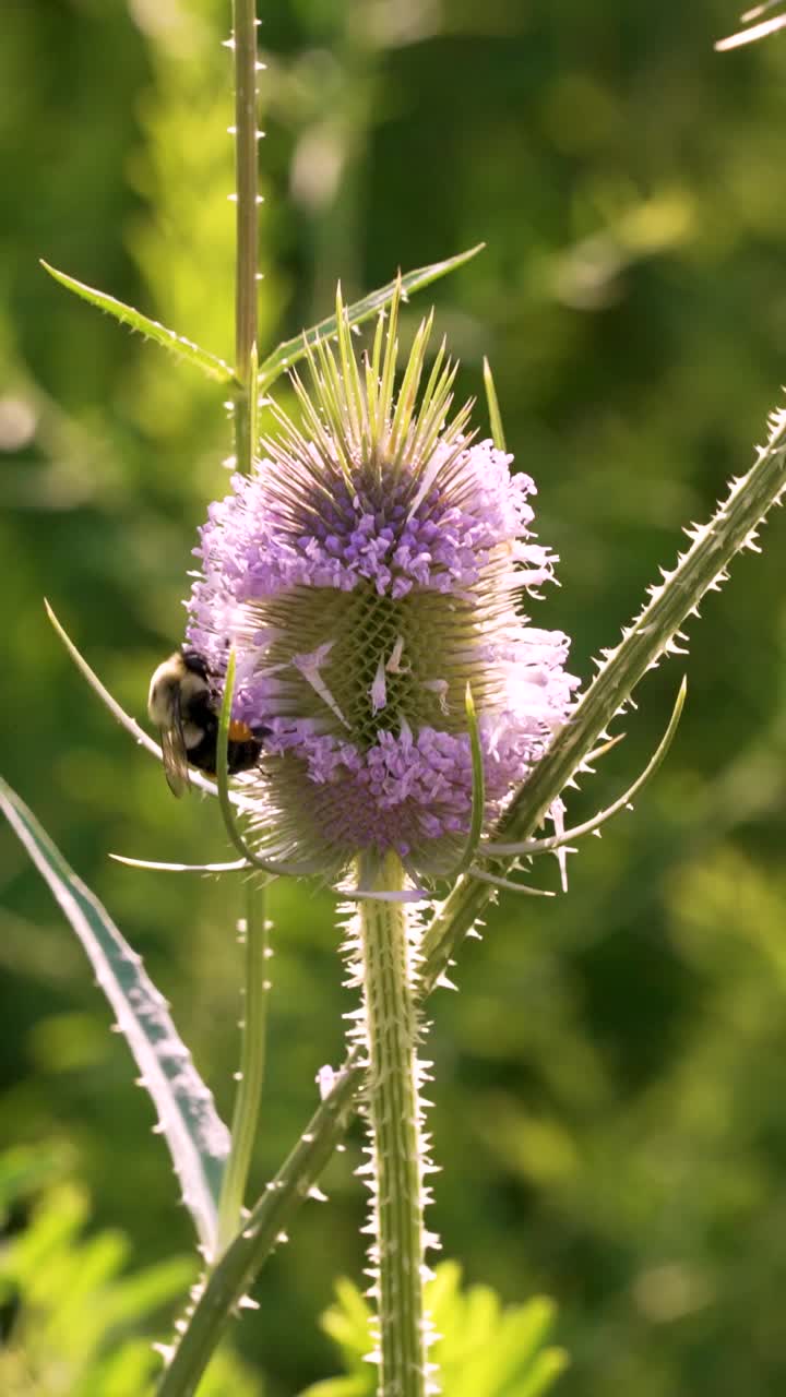 A close-up of bumblebees pollinating a common teasel with visible corbiculae or "pollen baskets" on their hind legs. The vertical format is optimized for social media