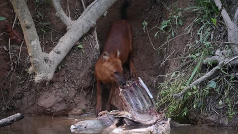 dhole or asian wild dog cuon alpinus, khao yai national park, thailand