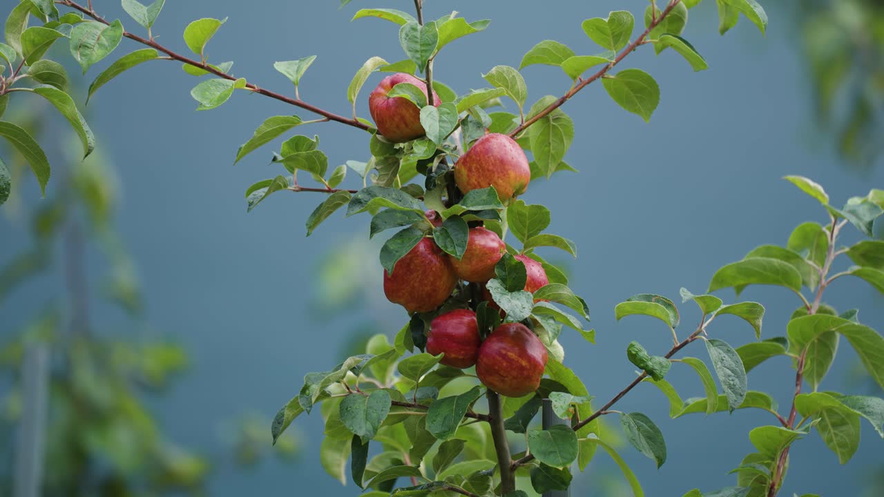 Shiny red apples on the branches of a young apple in one of Hardanger's orchards