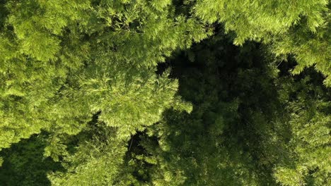 Cinematic-aerial-pull-away-shot-of-giant-bamboo-plan-on-a-sunny-afternoon