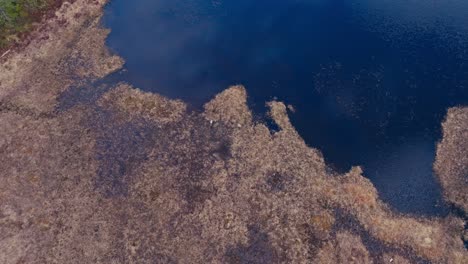 drone shot over rural pond with crane birds
