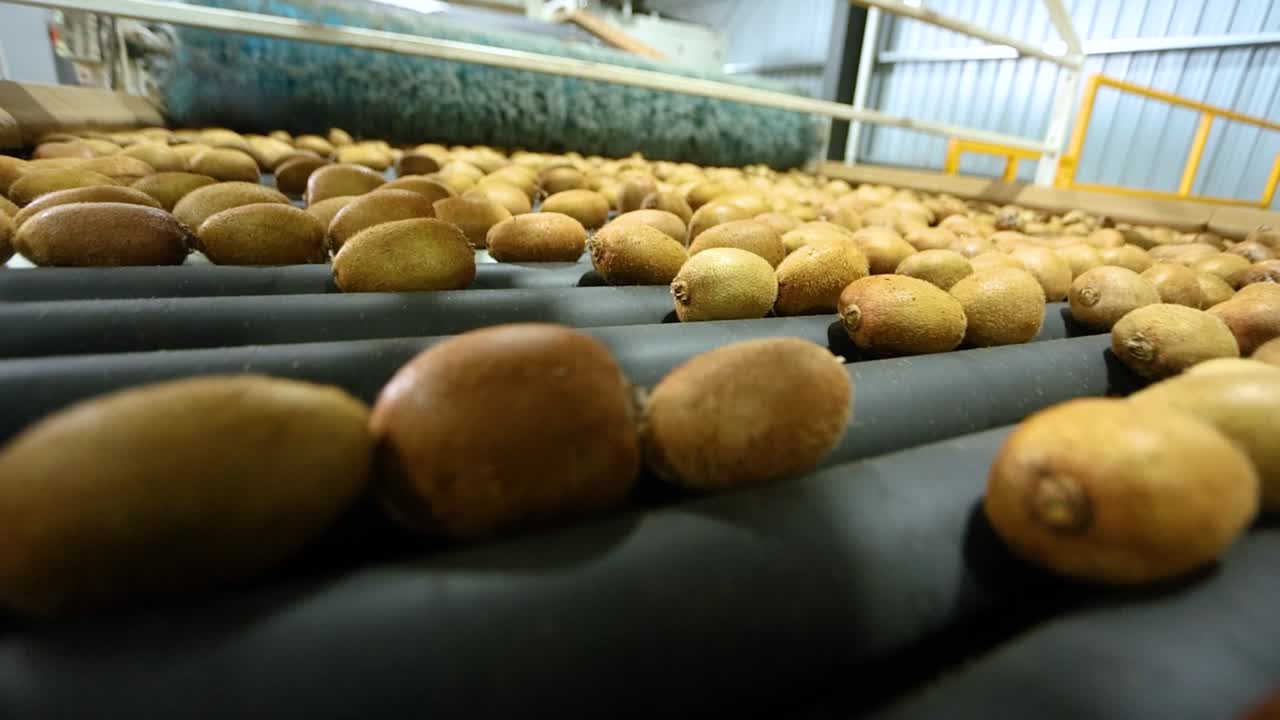 Kiwi fruits rolling in slow motion on a conveyor belt inside a processing factory in Shaanxi Province, China. Showcasing the automated handling and sorting of fresh produce.