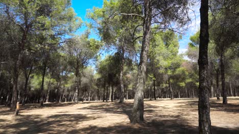 Moving-shot-of-group-of-trees-in-a-park