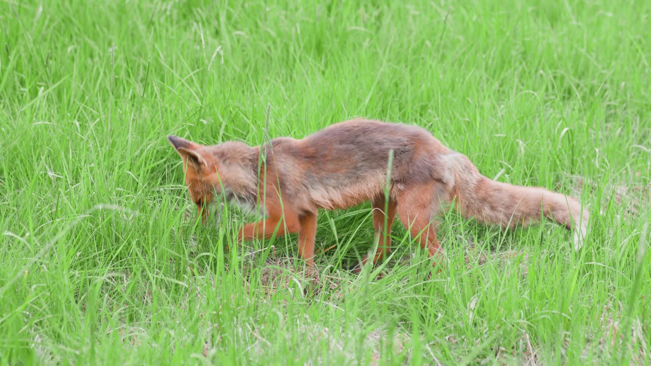 Red fox searching for prey on a grassy field
