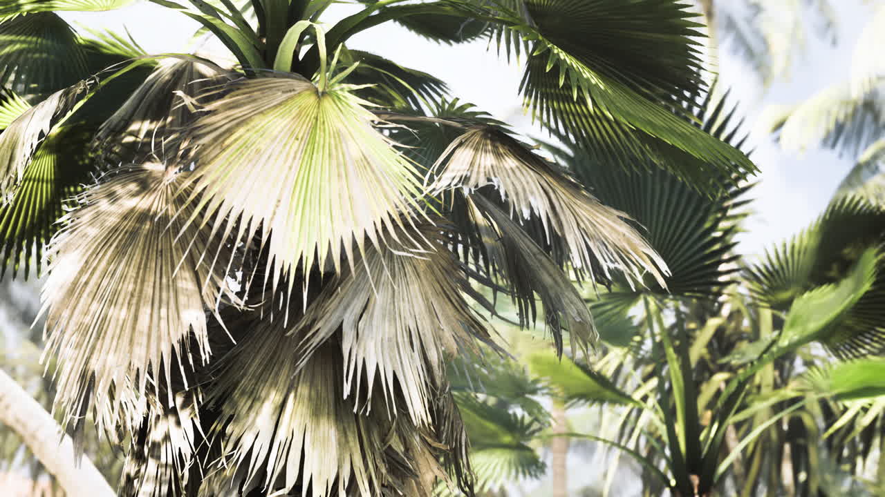 Lush palm foliage in a tropical paradise during bright daylight hours
