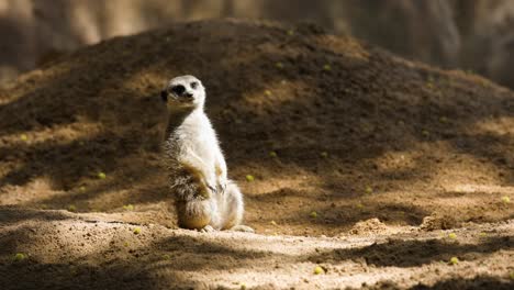 close up of isolated meerkat sunbathing in the sunlight while stand with blurred background