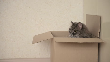 adorable gato sentado dentro de una caja de cartón en casa y mirando alrededor