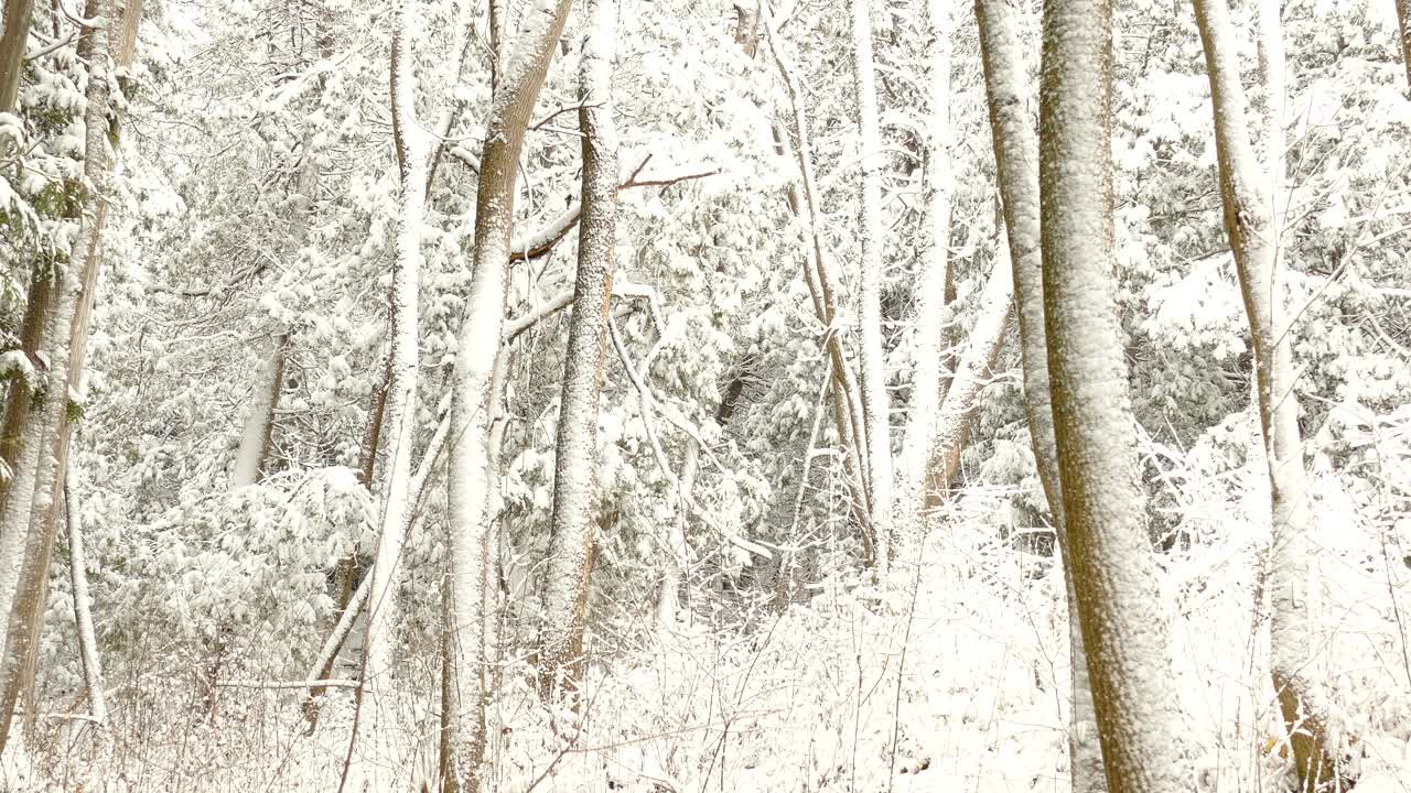 캐나다 온타리오의 추운 겨울날 숲 풍경 - 중간 샷, 오른쪽 패닝