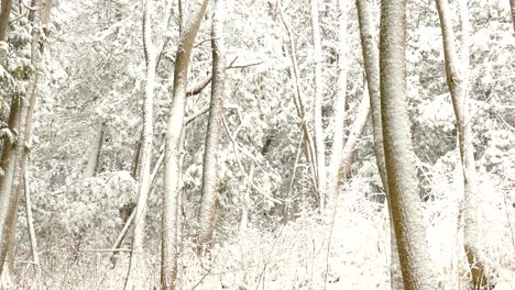 forest landscape on a cold winter day in ontario, canada - medium shot, panning right