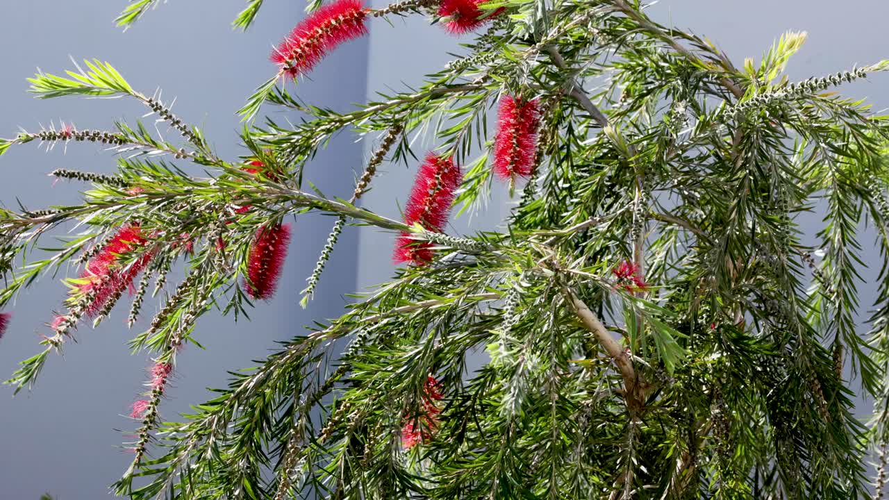 나무 가지가 은 꽃으로 흔들리고