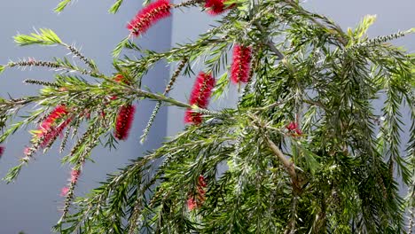 tree branches swaying with red flowers