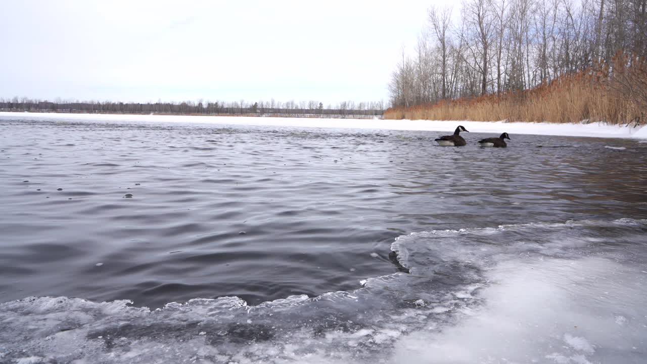 얼어붙은 호수에서 헤엄치는 가나다 거위