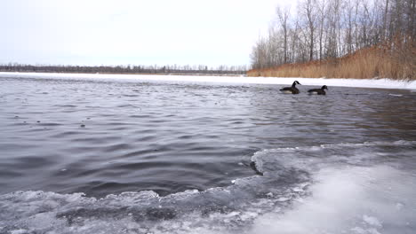 ganada goose swiming on a frozen lake