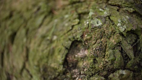 Primer-Plano-De-Corteza-De-árbol-Texturizada-Con-Musgo.-Disparo-Macro