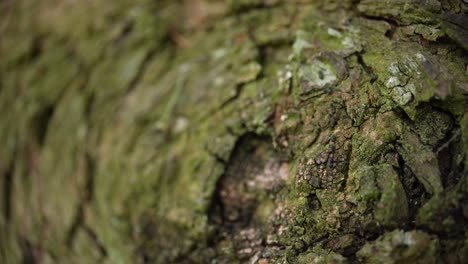 corteza de árbol texturizada en primer plano con musgo. fotografía macro