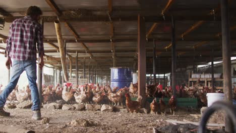 caucasian man working on farm, feeding chickens