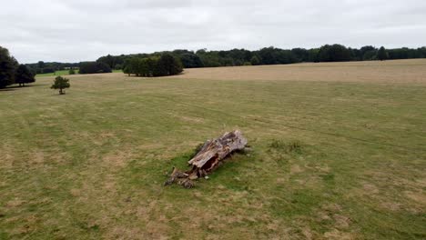 aerial flying over dead tree at goodnestone park estate gardens