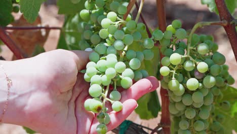 Mädchen-Pflücken-Trauben-Von-Hand-Im-Weingut-Weinberg