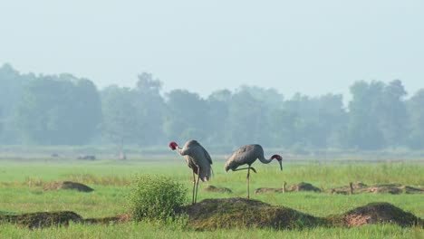 both seen on top of a mound facing opposite directions as they preen and clean up in the morning