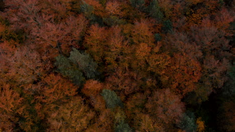 aerial footage over autumn trees, forest when leaves change color, top view of the autumn forest