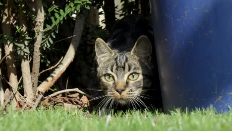 slowmotion shot of a cat hiding in the shadows and running into the sunlight