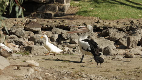 pelican attempts to catch bread that has been thrown to the water bird