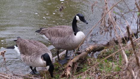 close up of canada goose couple next to the shore on a windy and rainy day