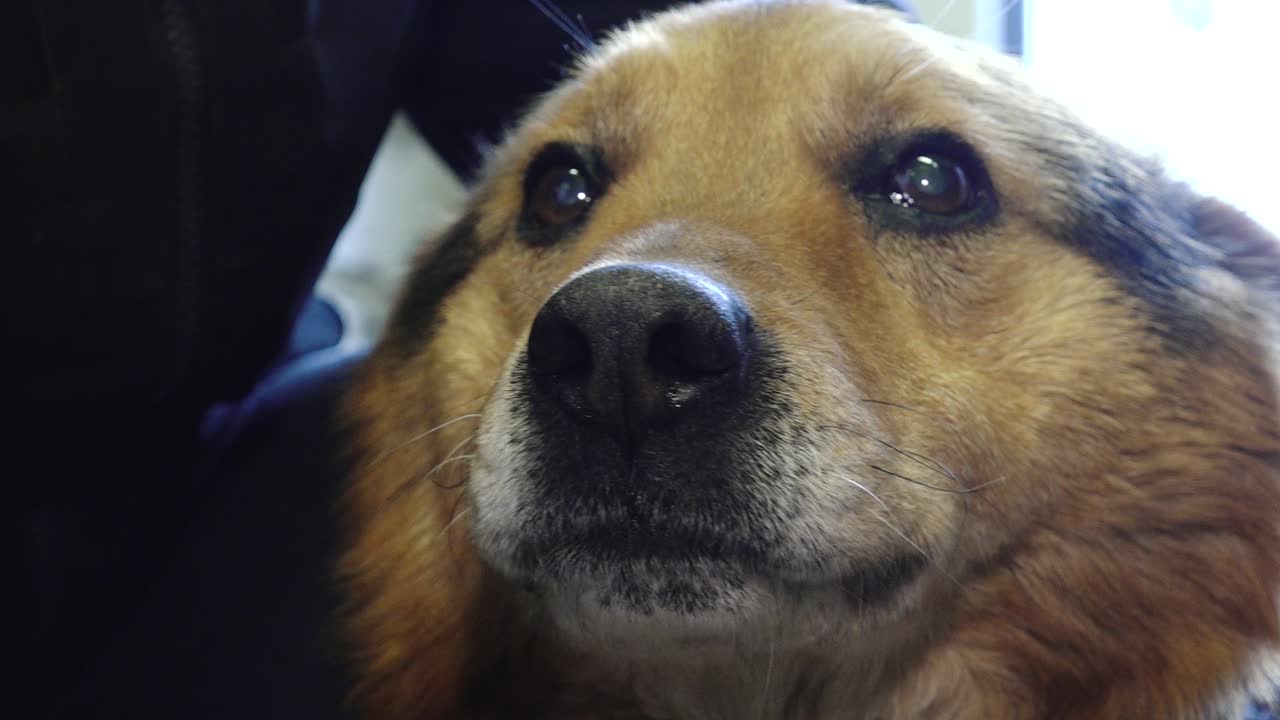An old blind dog with a gray beard receives gentle affection from a man, who strokes it lovingly. The moment captures warmth, companionship, and care for senior pets.