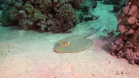 Blue-spotted-ribbontail-ray-resting-on-sand-in-the-Red-Sea