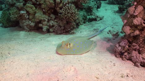 blue spotted ribbontail ray resting on sand in the red sea