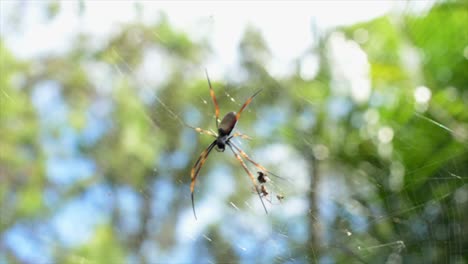 Araña-Orbe-Dorada-Australiana-Sentada-En-El-Centro-De-Su-Telaraña,-Con-Un-Diminuto-Macho