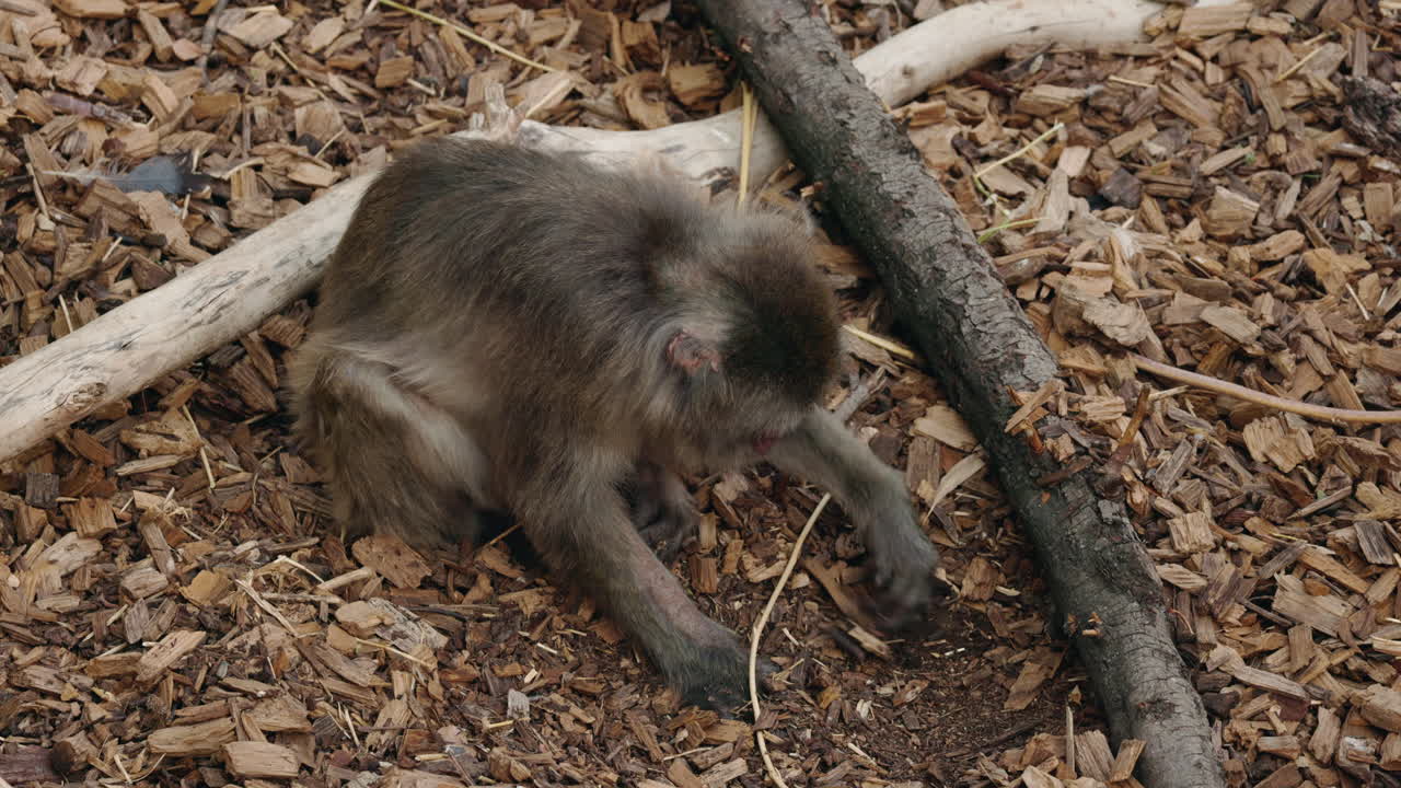 Japanese Macaque in the Wild