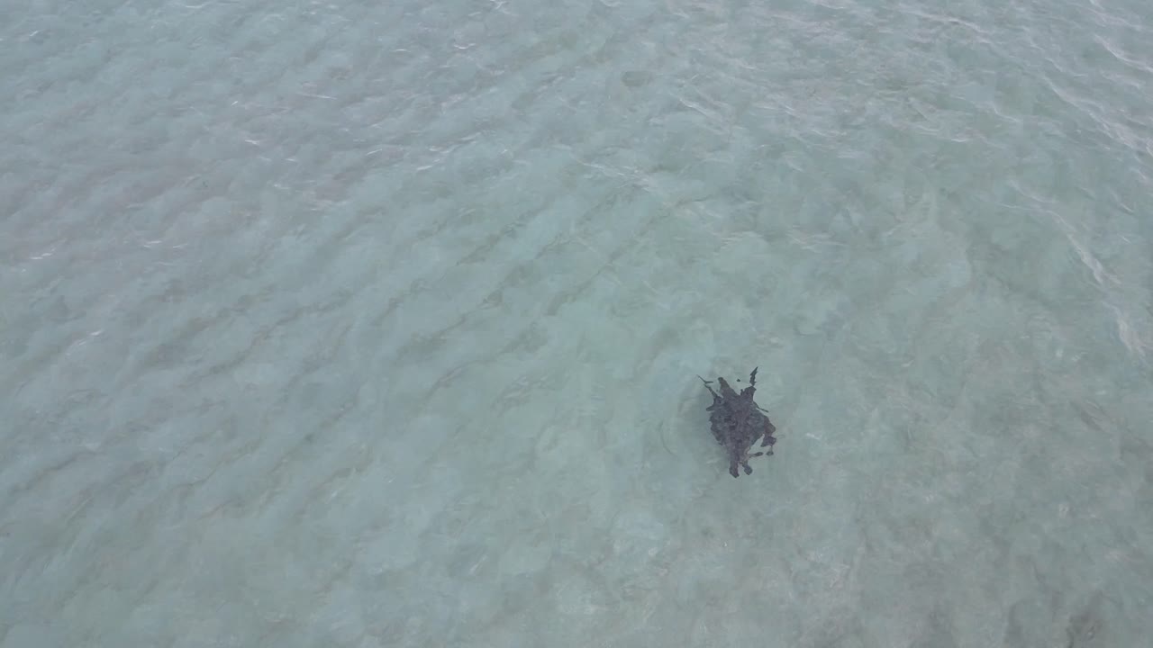 순수하고 은 인도양 바물의 공중 토포 아래로 드론은 혼자 수영하는 큰 거북이를 따라갑니다.