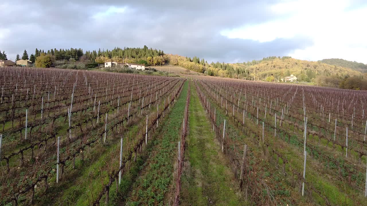 겨울에 키안티 포도원의 덩굴 줄, 공중 드론 샷