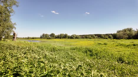 wild, green meadow with a small lake.