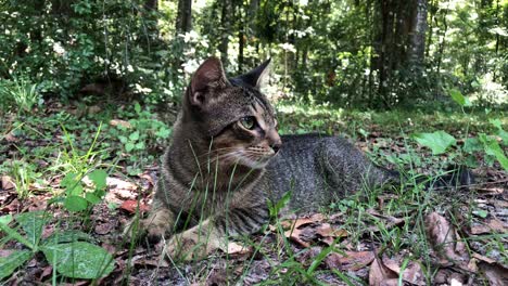 super sweet brown mackeral tabby cat playing outdoors near the woods