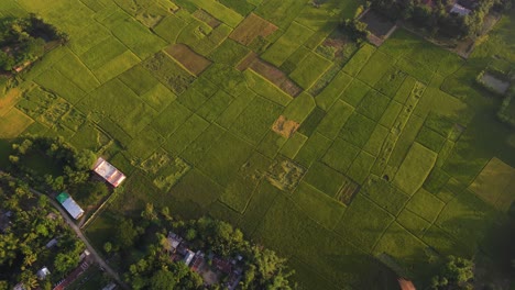 Eagle-bird-flying-over-agricultural-paddy-field-farmland