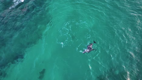 vista de arriba hacia abajo de hermosos delfines en la bahía de shuab, isla de socotra, yemen