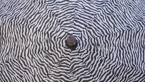 black and white open spin and hypnotize.