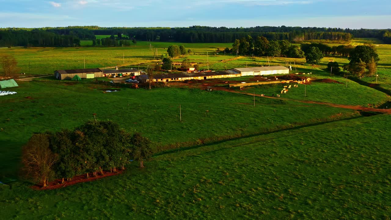 Fazenda de gado leiteiro com vacas pastando em campos verdes, vista aérea da paisagem rural agrícola