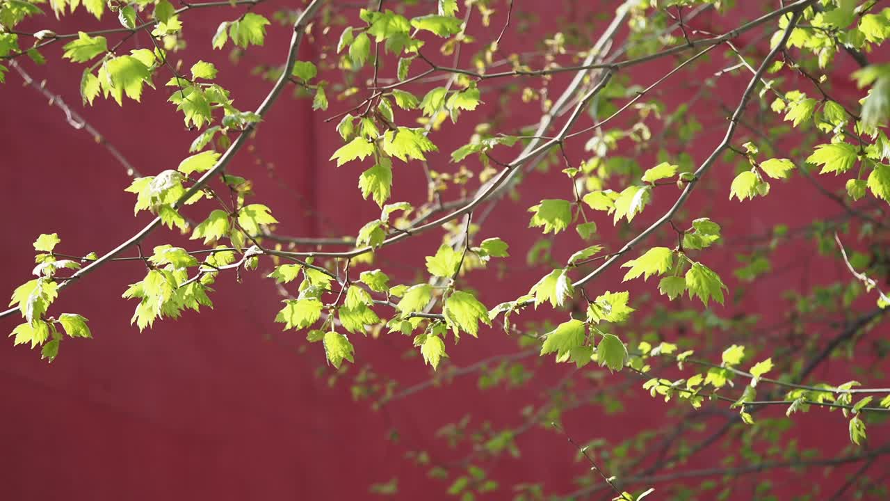 Spring Branches with New Leaves Against Red Wall