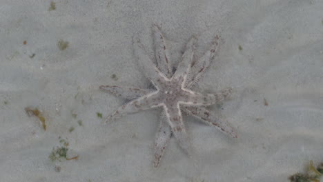 two starfish at the bottom of the shallow sea on koh kradan island, thailand